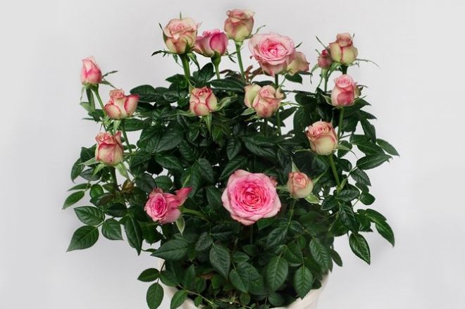 Роза кордана микс. как ухаживать после покупки в саду и домашних условиях. правила пересадки растения