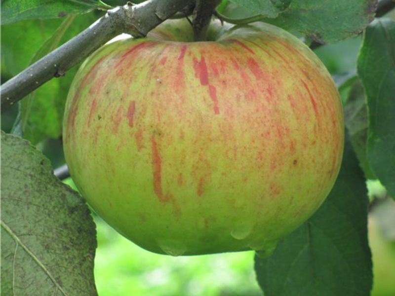 Яблоня медуница: описание сорта и выращивание, видео и фото