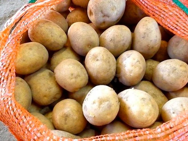 Картофель зекура: 8 особенностей и 9 советов по выращиванию