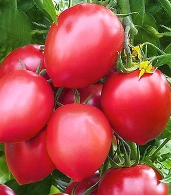 Томат ультраскороспелый – характеристика и описание сорта, фото, урожайность, отзывы огородников