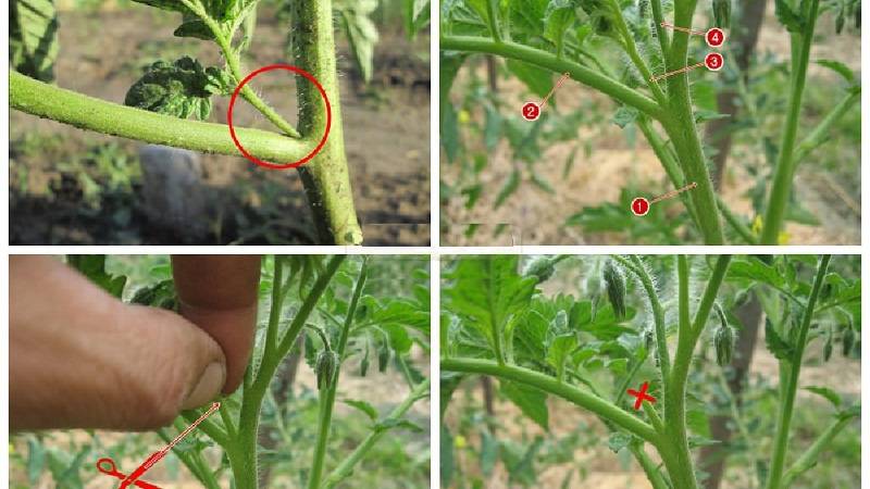 Как пасынковать помидоры в теплице: видео, фото, схема