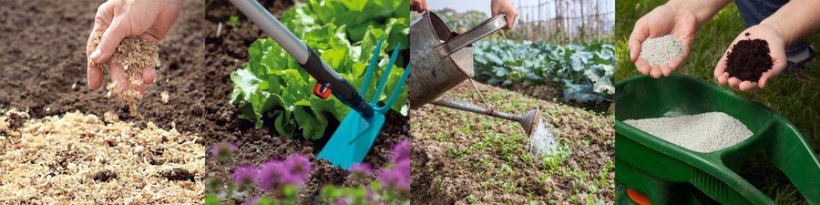 Щавель: выращивание и уход от посева семян до сбора урожая