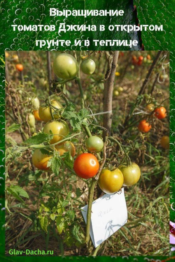 Описание раннеспелого сорта томата Водопад и особенности выращивания