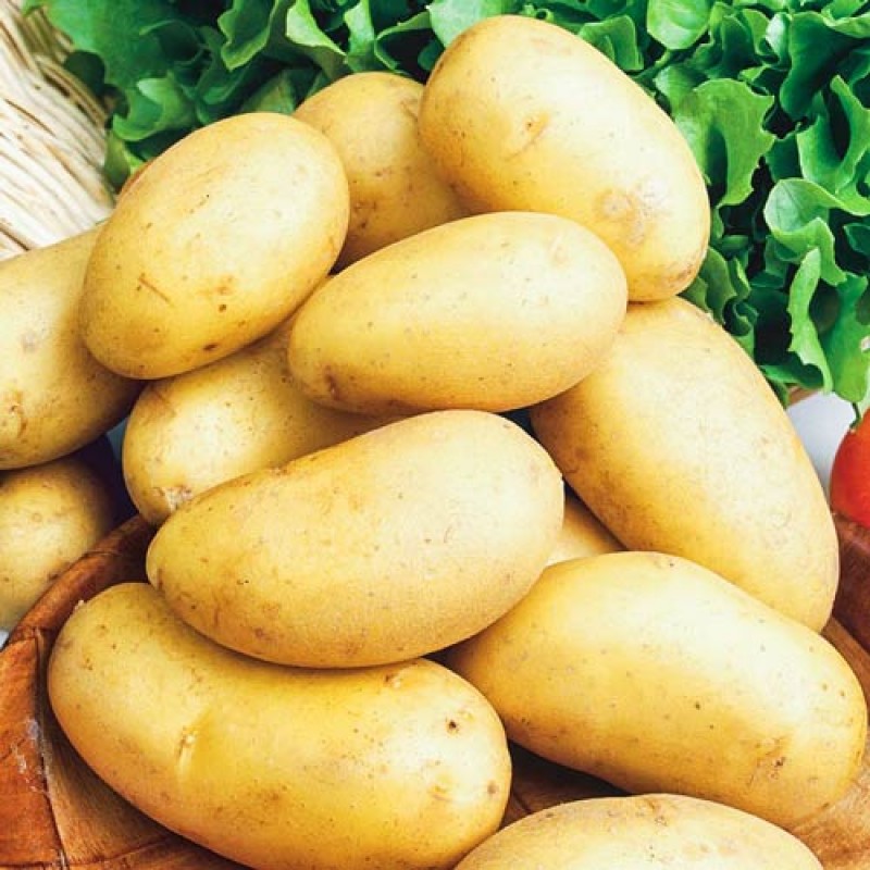 Картофель: описание 73 лучших сортов (фото)+отзывы - krrot.net