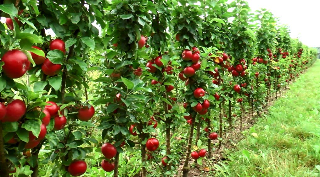 Сорта и выращивание яблони на карликовом подвое
