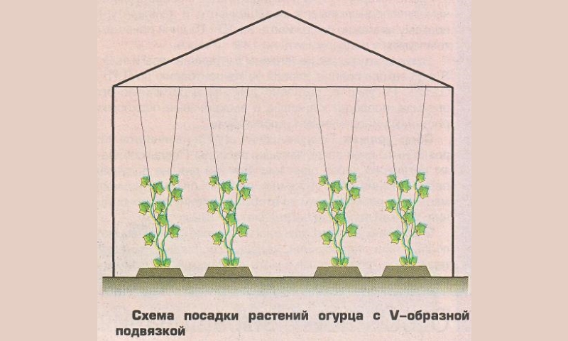 Выращивание дыни в теплице