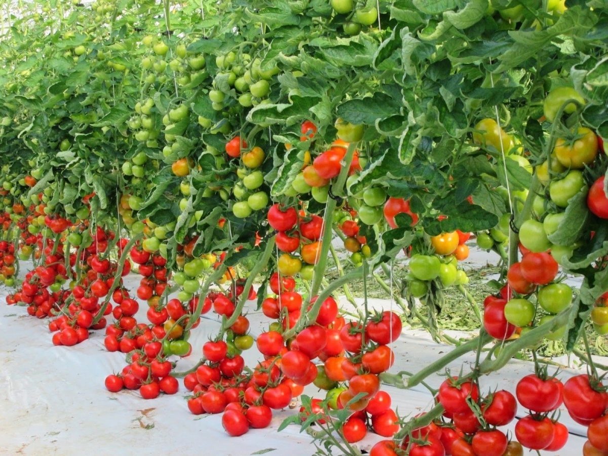 Томаты в теплице - организация бизнеса и обзор необходимых условий для выращивания томатов