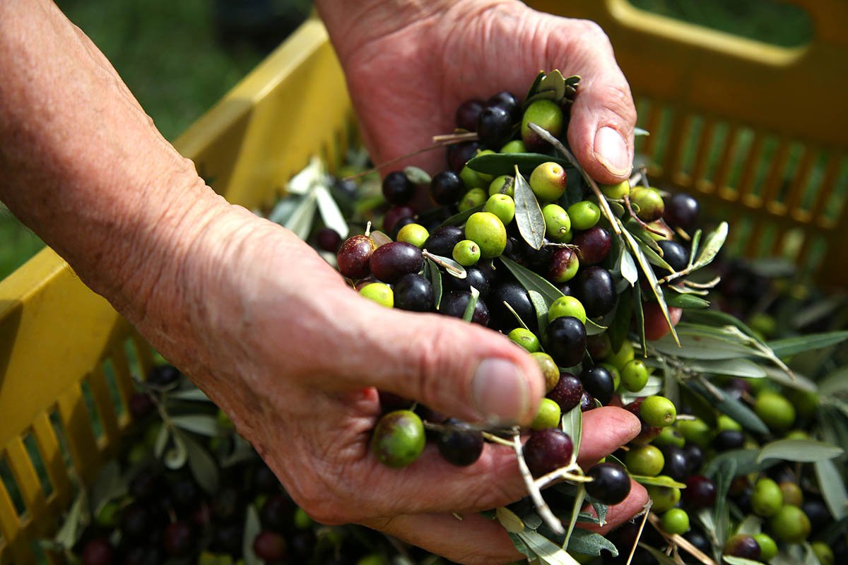 Оливки и маслины – в чем разница? цвет имеет значение