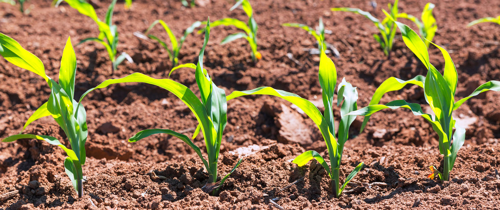 Правильная посадка семян сахарной кукурузы в открытый грунт в 2021 году 