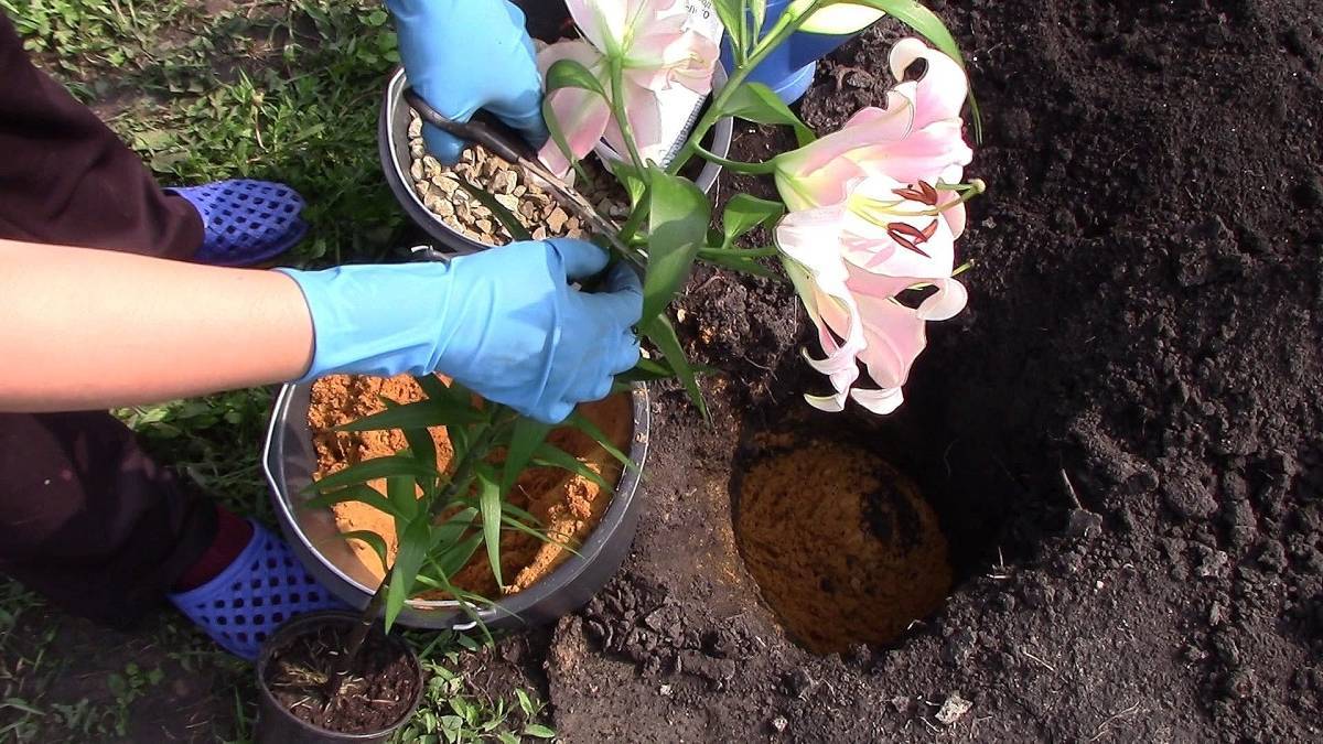 Фрезия цветок — выращивание и уход в саду