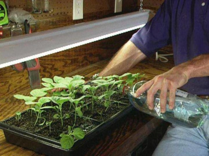 Выращиваем рассаду баклажанов в домашних условиях