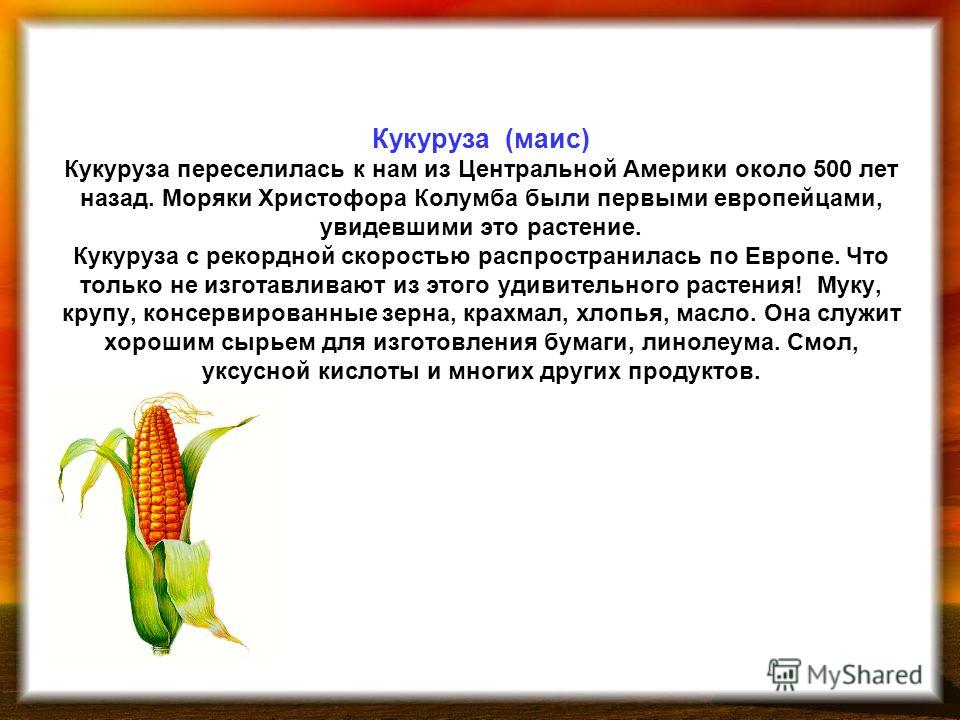Кукуруза овощ или фрукт: к какому семейству и виду относится