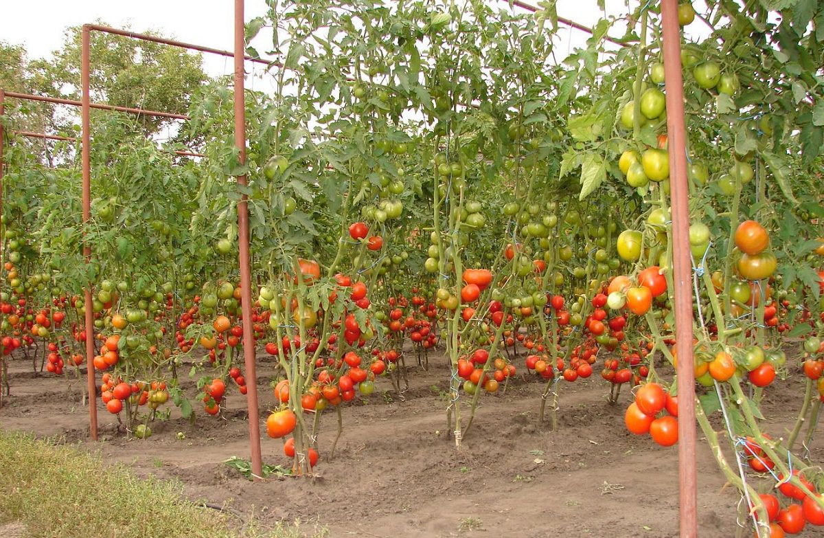 Как подвязать помидоры черри в открытом грунте фото