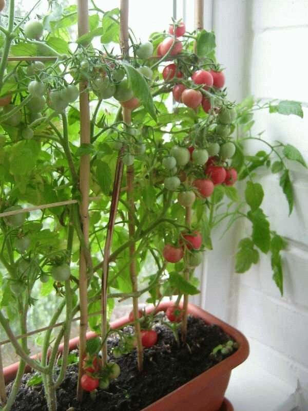Как вырастить помидоры дома: как посадить комнатные томаты в горшке в условиях квартиры или на лоджии, можно ли это делать зимой, а еще пошаговая инструкция процесса русский фермер