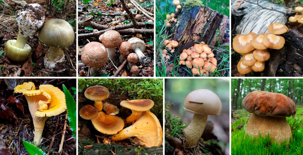 Ядовитые грибы ленинградской области — названия и описание