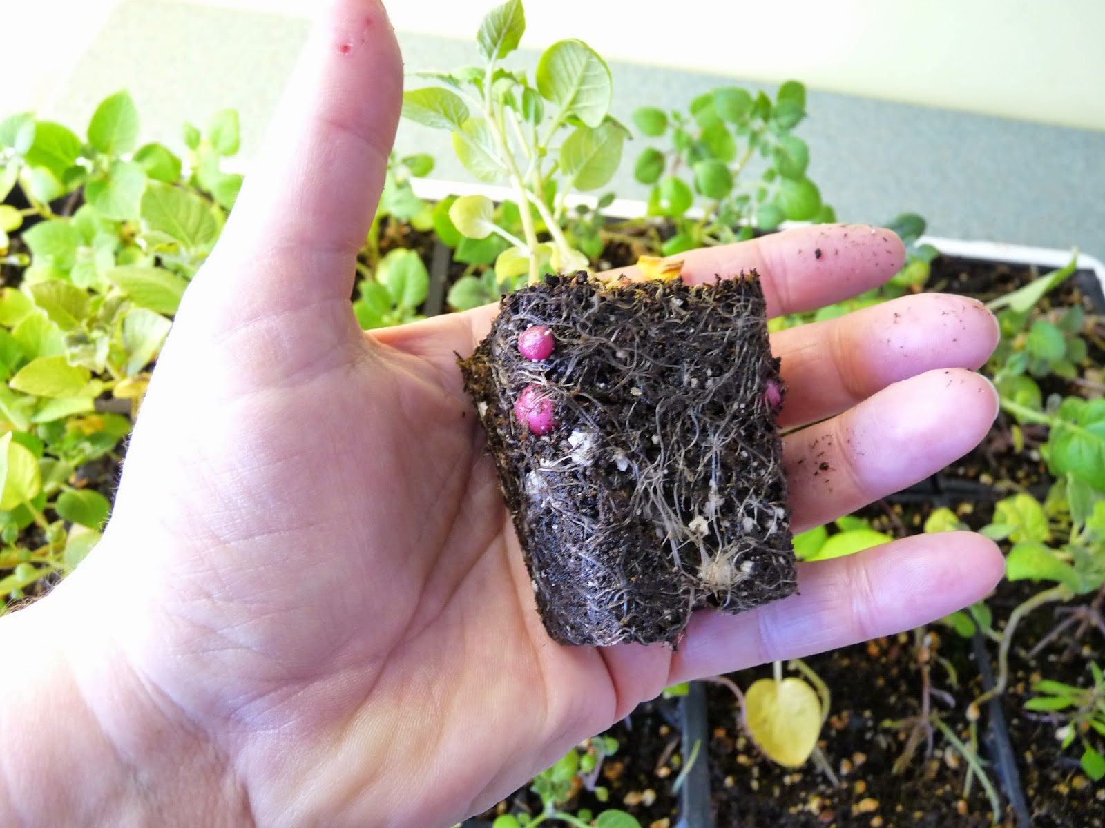 Семена картофеля: как выращивать в домашних условиях, когда собирать