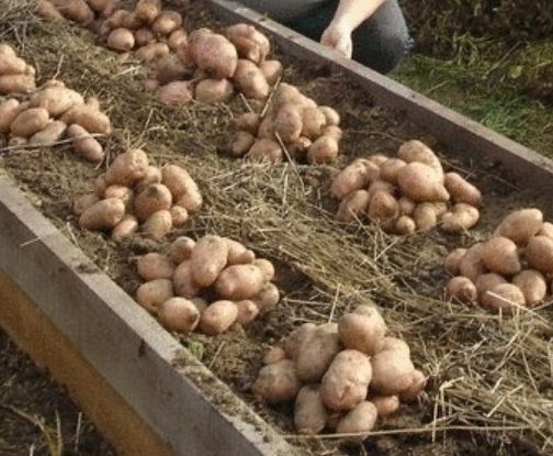Картофель под соломой. посадка, выращивание, фото — ботаничка.ru