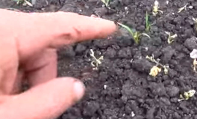 Как быстро прополоть морковь обработка керосином от сорняков можно ли