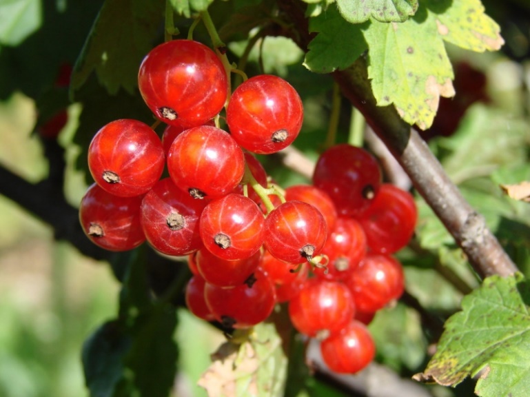 ✅ красная смородина вишневая описание сорта. характеристика и описание лучших сортов красной смородины