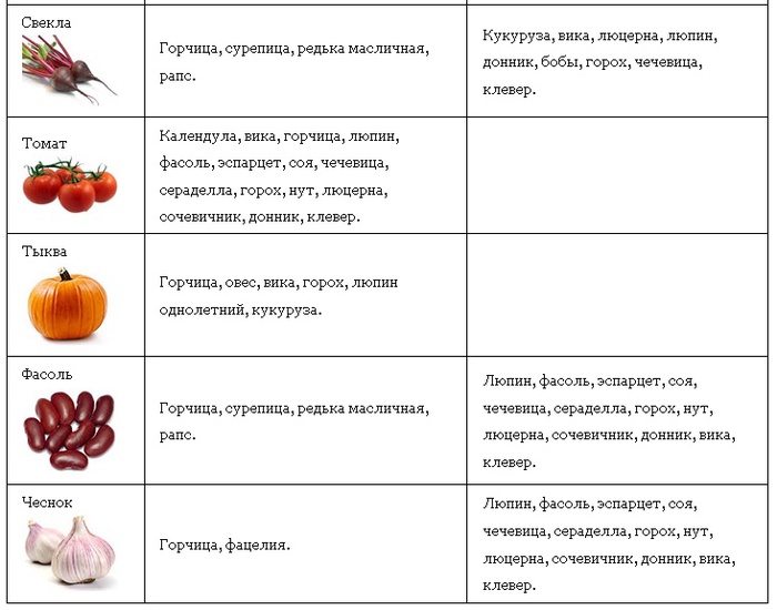 Сидерат горчица и овощные культуры