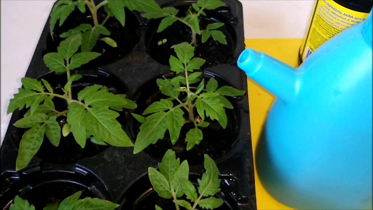 Чем подкормить рассаду помидоров после пикировки: какими средствами