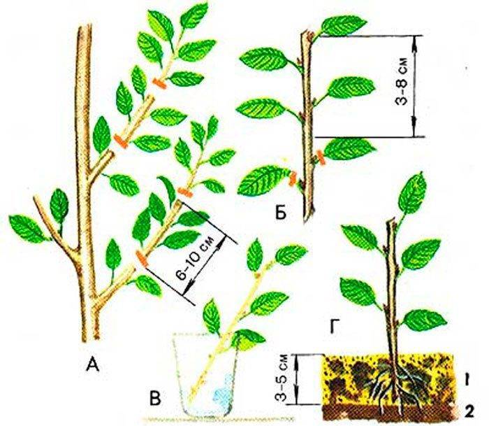 Описание и выращивание лучших сортов войлочной вишни, посадка и уход