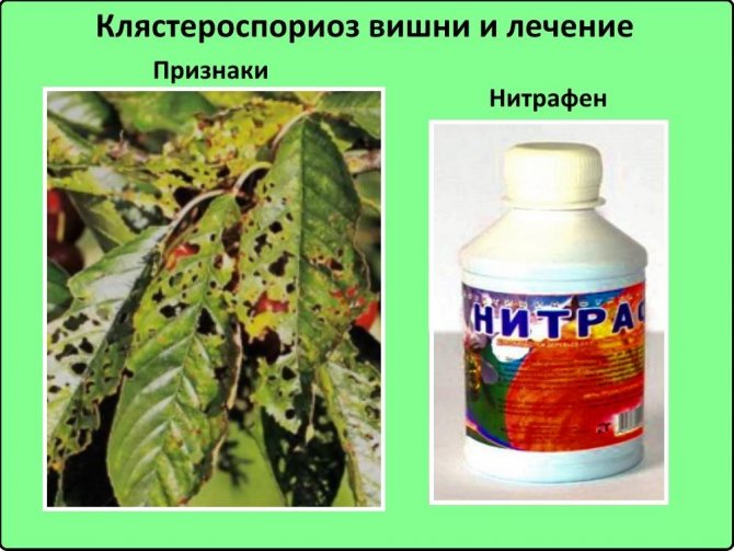 Что делать, если не плодоносит вишня? почему вишня цветет, но не плодоносит — ботаничка.ru