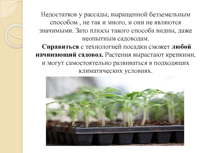Технология посадки рассады купить семена конопли в белоруссии