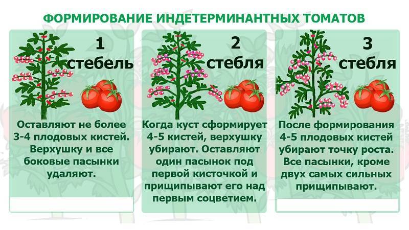 Как пасынковать помидоры — схемы правильного пасынкования в открытом грунте и в теплице (145 фото и видео)