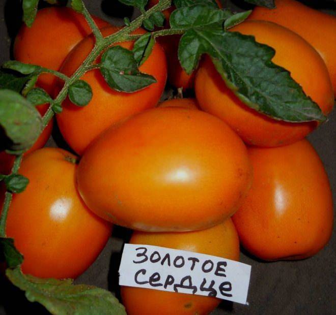 Описание сорта томата сердце ашхабада и его характеристика - всё про сады