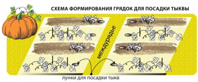 Как прищипывать и формировать тыкву в открытом грунте: правила пасынкования плетей