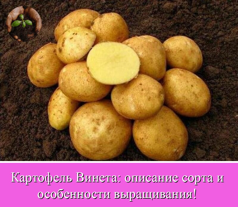 Картофель "удача": описание сорта, фото и характеристика, выращивание картошки и уход за ней