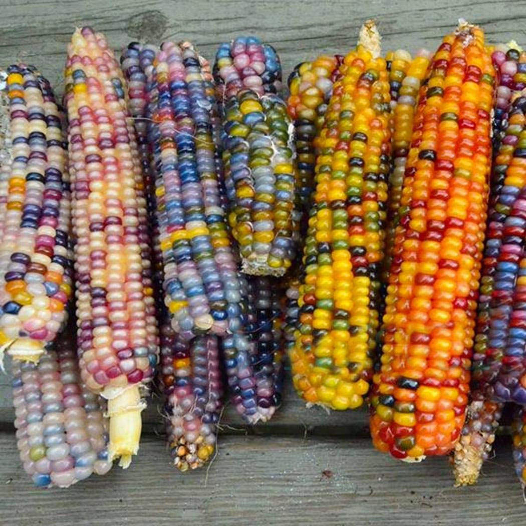 цветная кукуруза фото