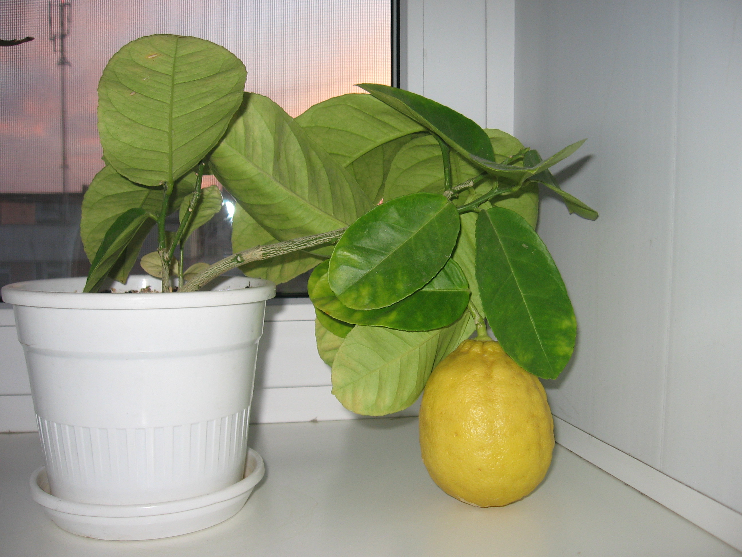 Как вырастить лимон из косточки в домашних условиях, будет ли он плодоносить, сколько времени займет процесс. уход за деревцем
