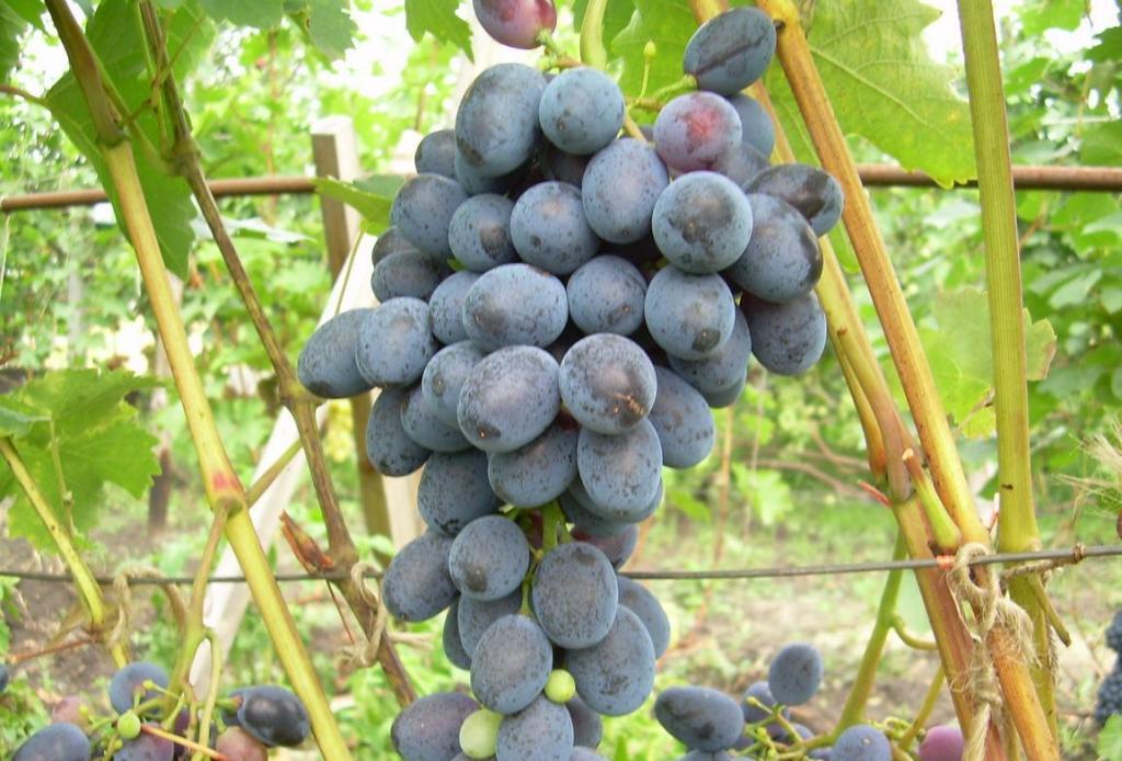 ✅ описание сорта винограда илья муромец: уход, размножение, урожайность - tehnomir32.ru