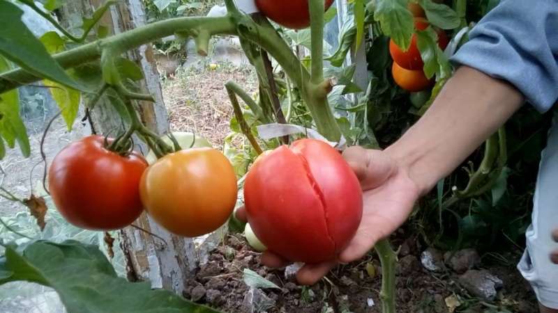Почему помидоры трескаются в теплице и открытом грунте? как справиться с проблемой?