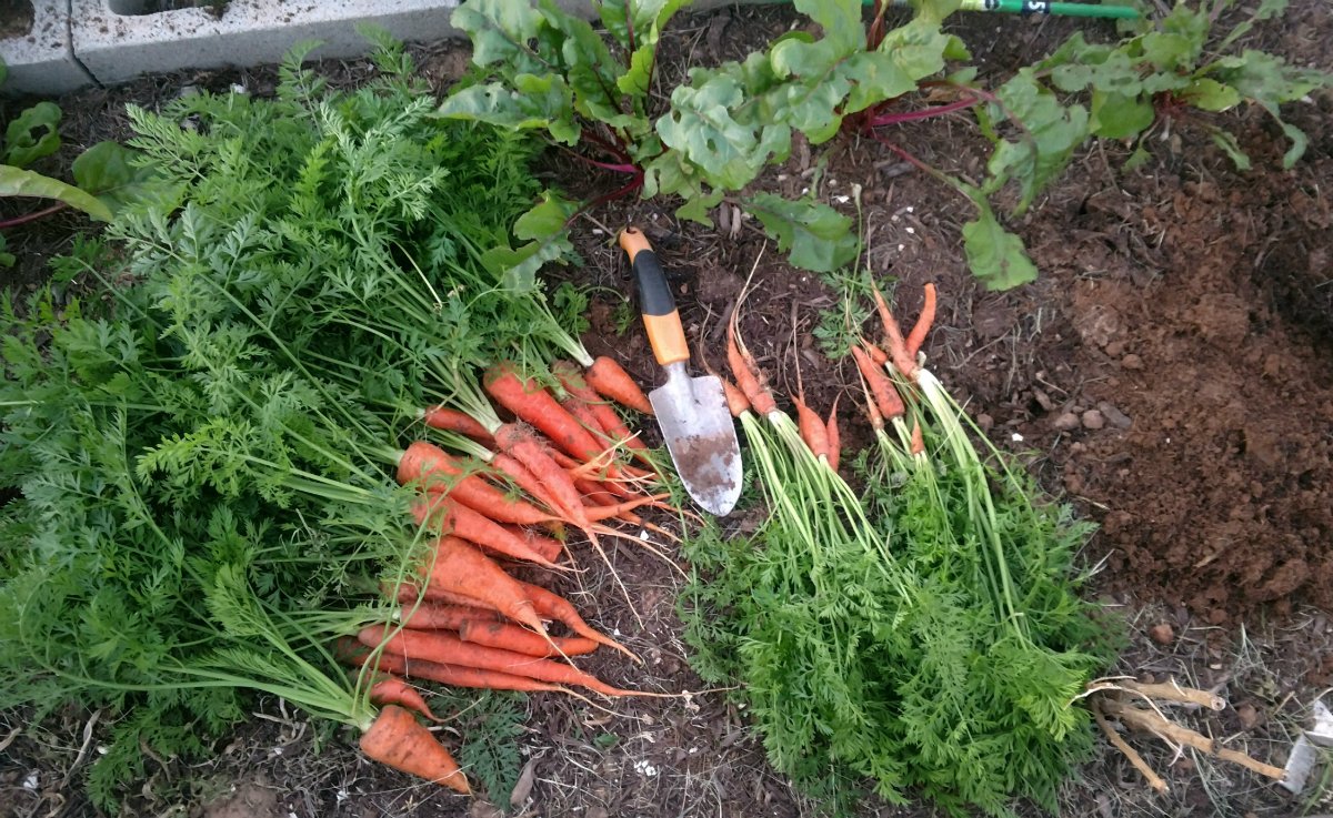 Уборка и хранение моркови. когда убирать морковь с грядки на хранение, сроки уборки?