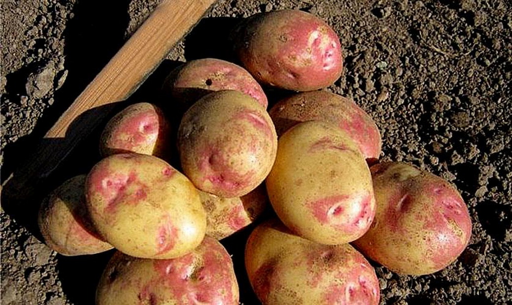Картофель крепыш: описание сорта, характеристика, правила выращивания, фото
