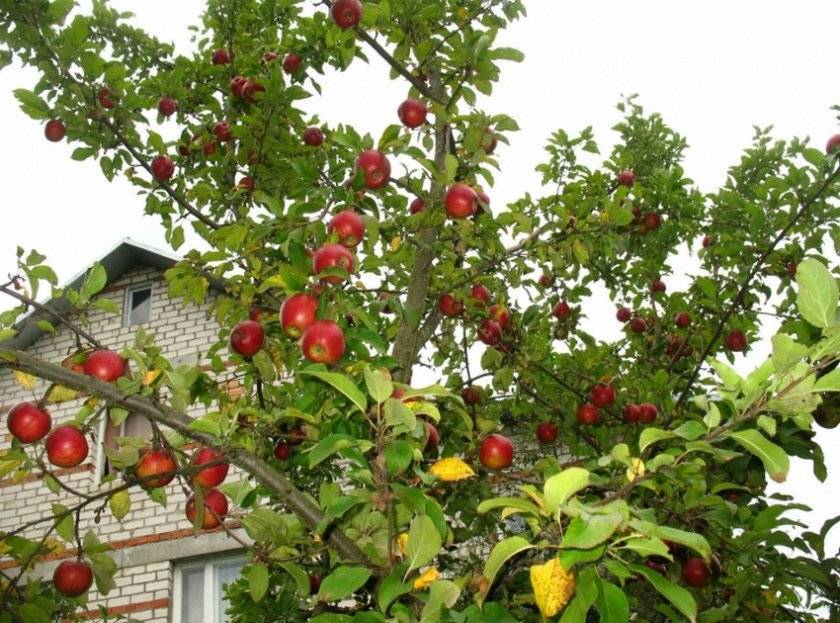Зимние сорта яблонь: описание, характеристика, фото, отзывы