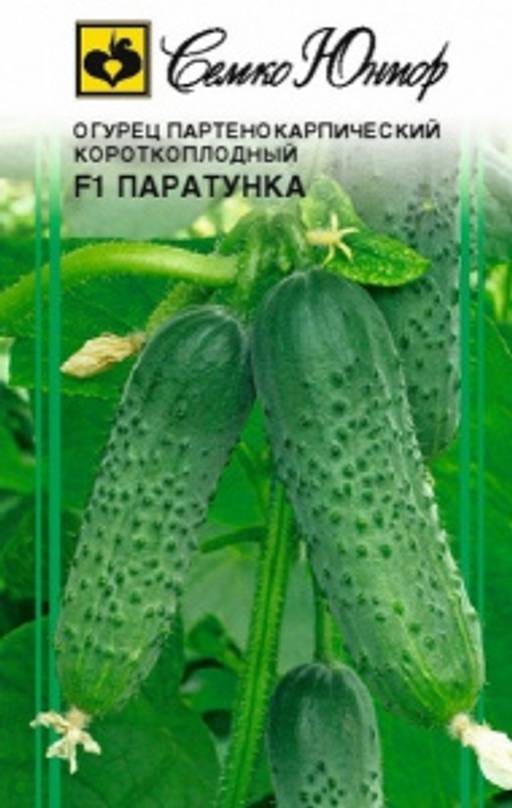 Огурец паратунка f1: описание и урожайность сорта, фото, отзывы