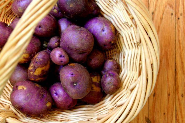 Синяя картошка: описание и характеристика