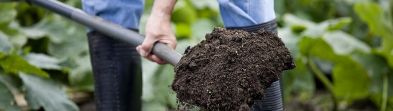 Обеззараживание почвы: как обеззаразить грунт весной и осенью