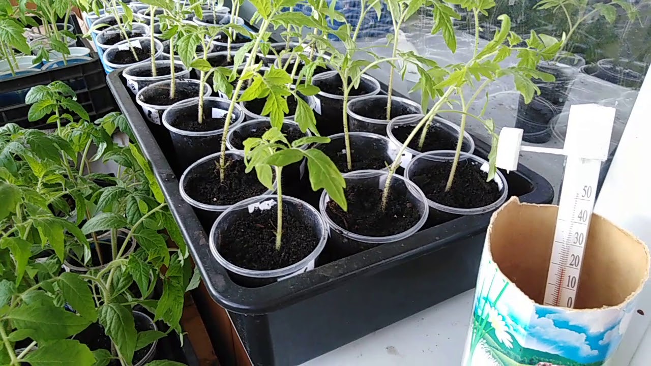 Переросла рассада помидоров – что делать, как спасти растения, если высаживать рано, видео