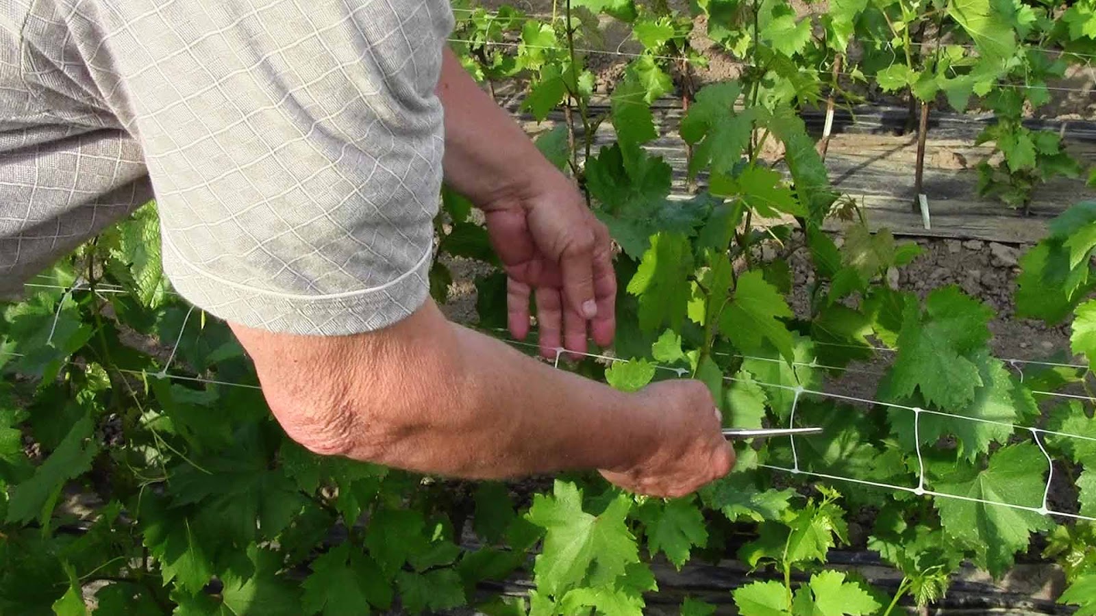 Виноград на урале: посадка и выращивание, лучшие сорта