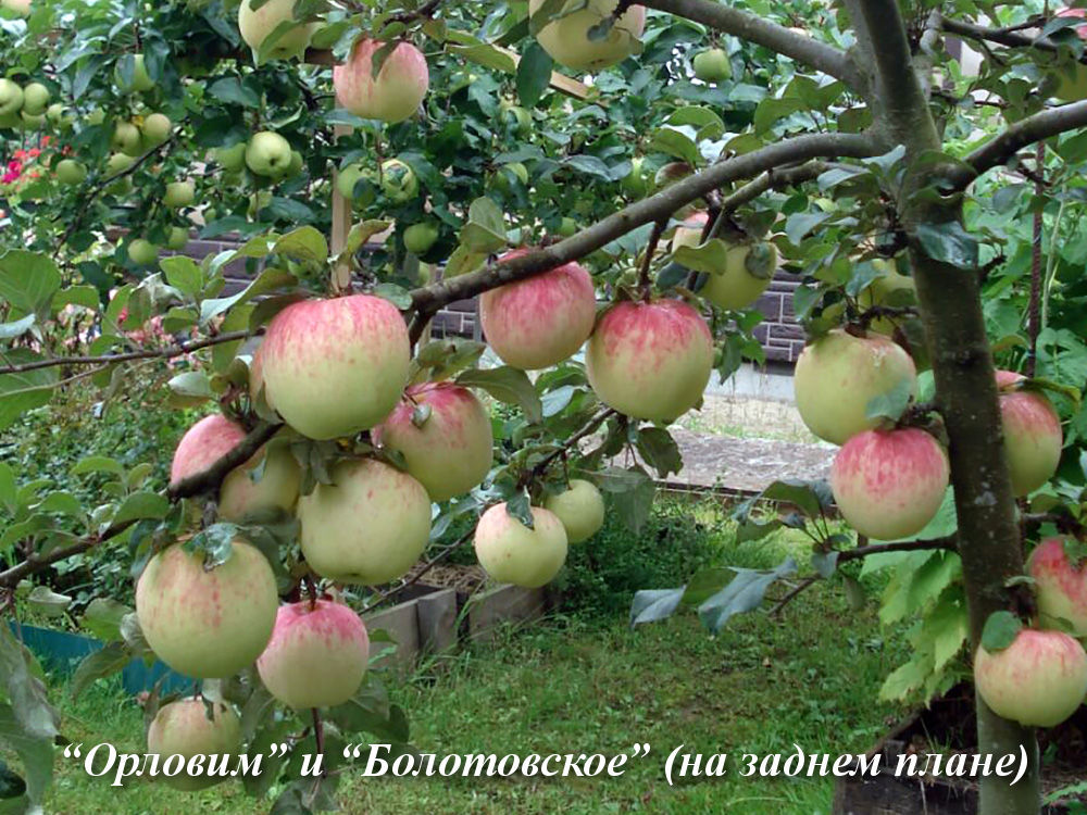 Сорт яблони болотовское фото и описание