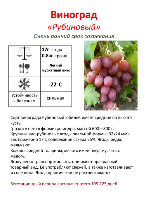 Виноград кеша: описание сорта и фото