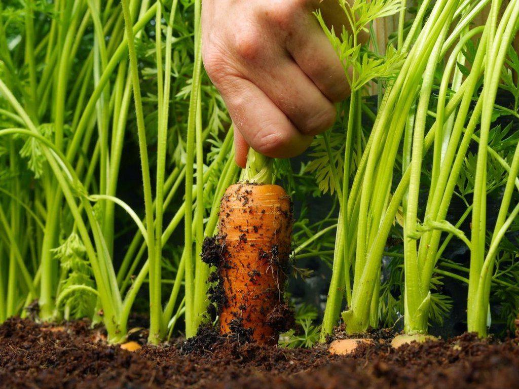 Как поливать морковь после посадки в открытый грунт, надо ли это делать сразу после посева, когда нужно и чем проводить процедуру, а также сколько раз в месяц? русский фермер