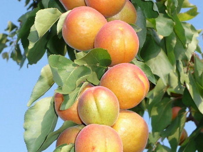 Выращивание абрикос в подмосковье: выбор сортов, посадка и уход за саженцами - дом и участок