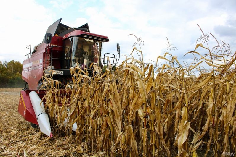 Уборка кукурузы на силос: методы и сроки сбора кукурузного урожая и его дальнейшее хранение, особенности выращивания