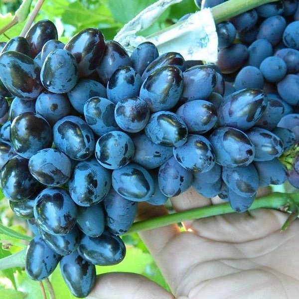 Виноград в сибири для начинающих: посадка и уход, выращивание, формирование куста